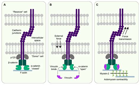 Sculpting an Embryo: The Interplay between Mechanical Force and Cell ...