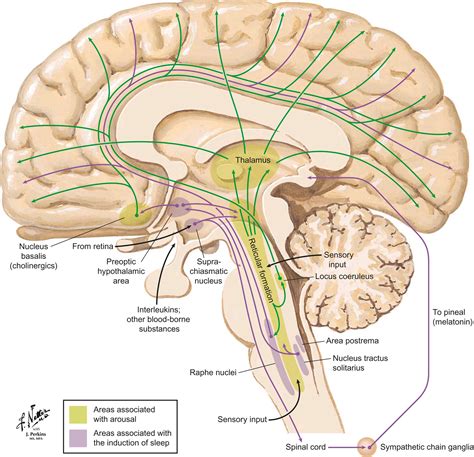 Disorders of Consciousness in Systemic Diseases - Clinical Tree