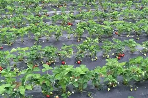 草莓一亩能产多少斤 - 农敢网