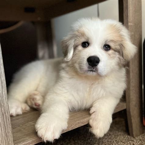 Pyrenees Dog Puppy