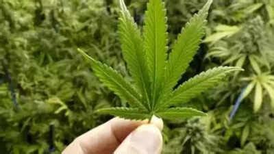 Tamil Nadu Achieves Landmark Anti-Drug Milestone with 0.1% Ganja Use ...