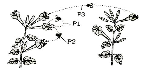 The below figure shows 2 plants of the same species identify the types ...