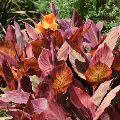 Tropicanna Lily | Flowering Shrubs | Moon Valley Nurseries