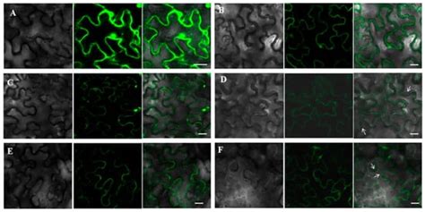 Identification and Functional Characterization of Alfalfa (Medicago ...
