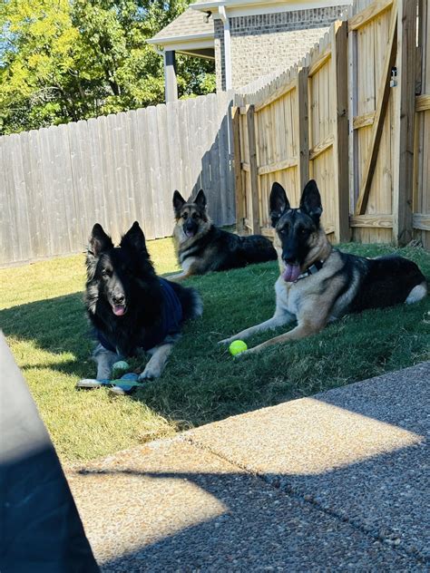 Third Musketeer : r/AdeptusCustodes