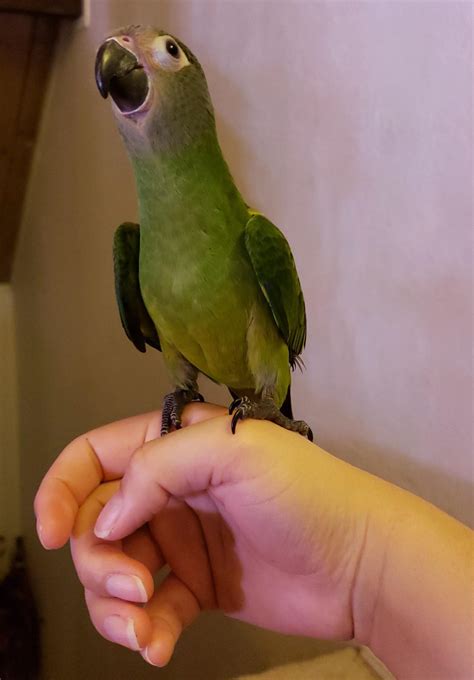 My bird has been nibbling on my skin. It doesn’t hurt at first but after a while my skin gets ...