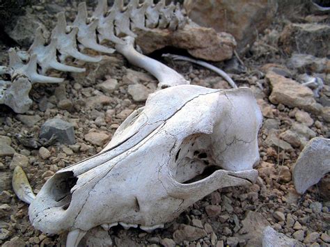 Animal Skull Wallpapers - Top Free Animal Skull Backgrounds ...