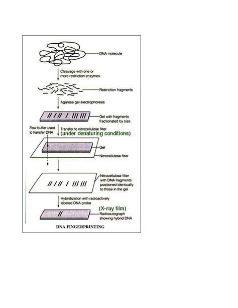 Biotechnology DNA Fingerprinting 的图像结果