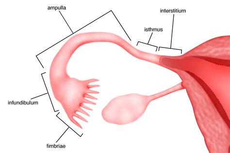 Chapter 1 – Normal female anatomy – Melaka Fertility