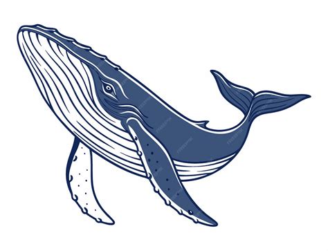 Humpback whale illustration | Premium Vector