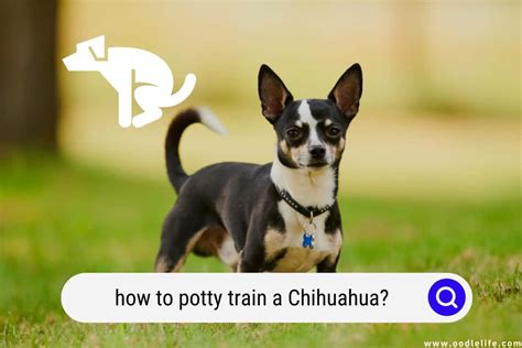 How To Potty Train A Chihuahua? (Steps) - Oodle Life