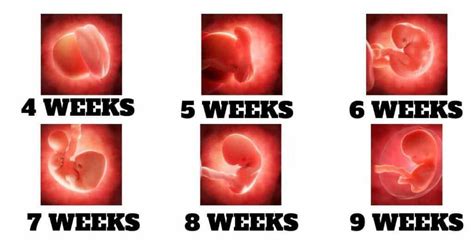 First-Trimester Weeks 的图像结果