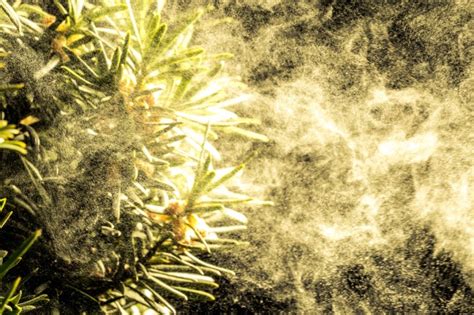 Image result for Pollen Coming Off Tree