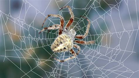Habitat Of Spider