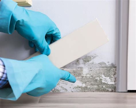 Image result for Mold Testing MA