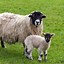 Image result for SHEEP