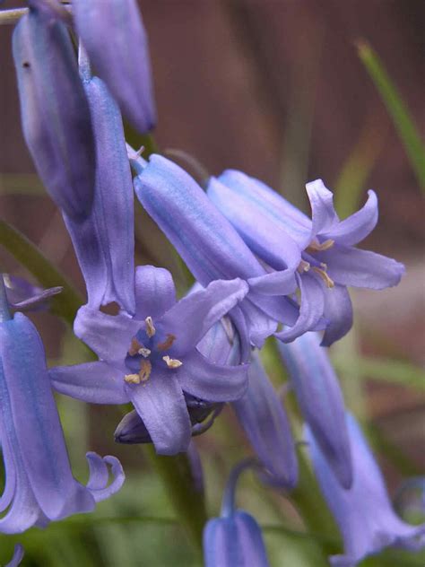 Bluebell Flower Meaning and Symbolism in the language of flowers ...