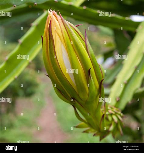 Hylocereus undatus (pitaya or dragon fruit) flower ready to bloom. Huge ...