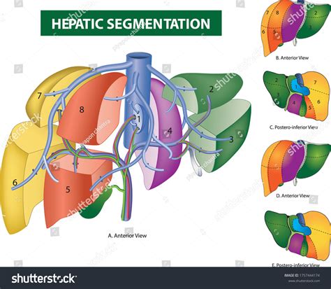 Segmentation Of The Liver