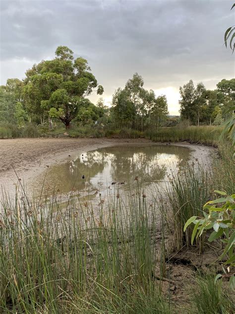 Image result for Alien Adelaide