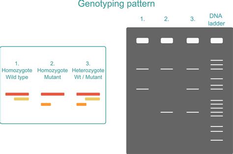 What is genotyping and how does it work? | INTEGRA