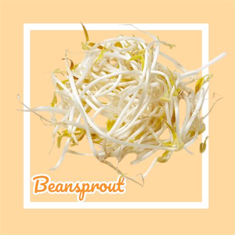 Beansprout - Dews wholesale