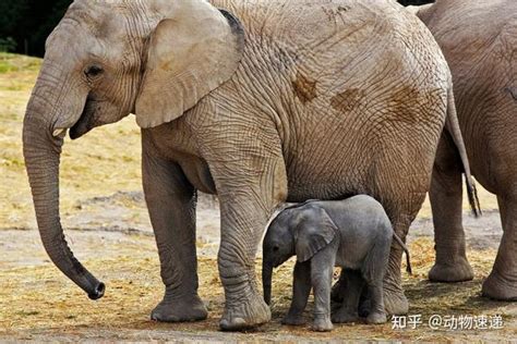 每一只小象，都是象群里的宝贝，为何大象会格外宠爱幼崽？ - 知乎