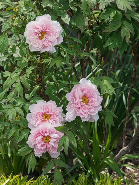 Peony Flower Meaning | Best Flower Site
