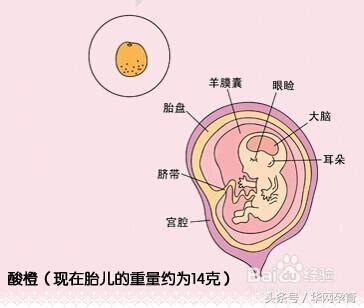孕婦懷孕三個月胎兒圖？懷孕三個月注意事項？懷孕13周胎兒圖？ - 每日頭條