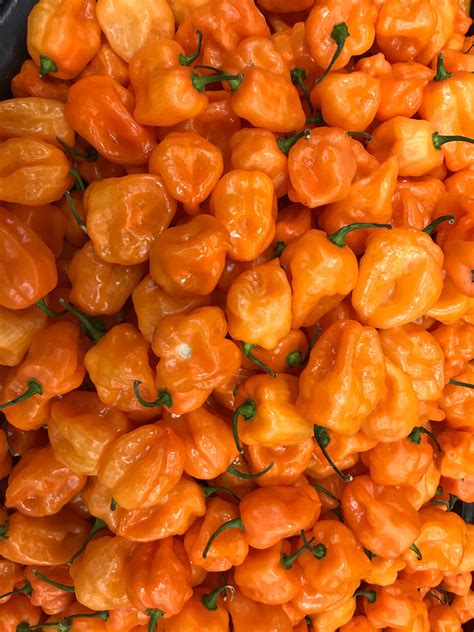 Habanero Orange Pepper | Heavenly Seed