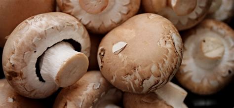 Steinchampignons | Monika Wagner