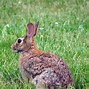 Image result for Rabbit Animal Mammal a Bunny