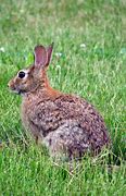 Image result for Farm Animals Bunny