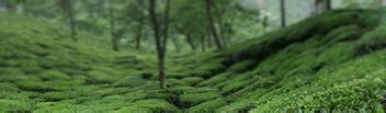 Wholesale Tea – Jayshree Tea
