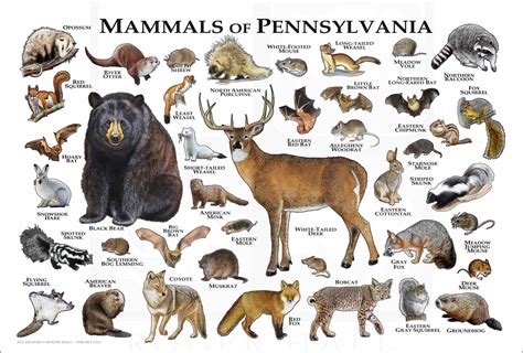 Mammals of Pennsylvania Poster Print / Pennsylvania Mammals - Etsy