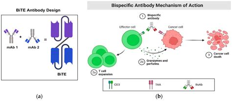 Current Advances in Bispecific T Cell–Engaging Therapies[v1] | Preprints.org