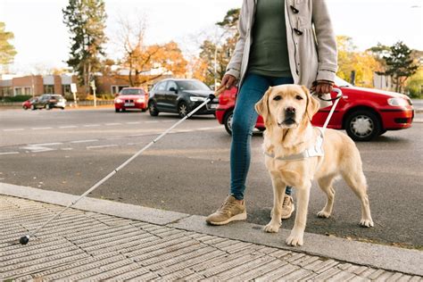 Image result for Guide Dog Training Basics