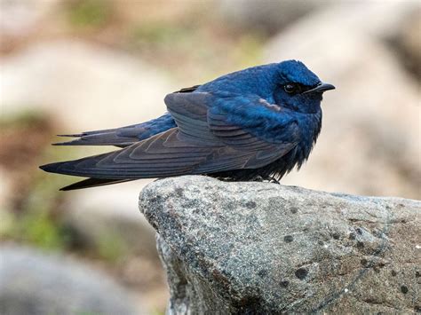 Purple Martin Bird Facts (Progne subis) | Birdfact