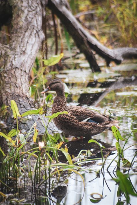 Broadmoor Wildlife Sanctuary & Hemlock Gorge Reservation (Massachusetts ...