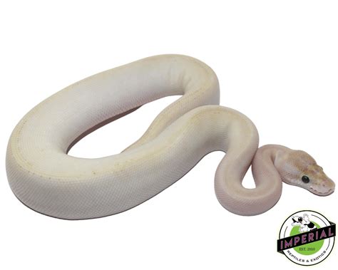 Image result for Ivory Ball Python