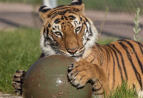 Enrichment for Big Cats - FOUR PAWS International - Animal Welfare ...