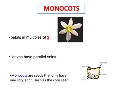 Monocots 的图像结果
