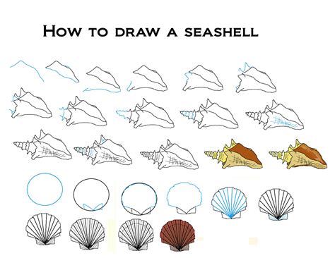 How To Draw A Seashell - A Simple Guide