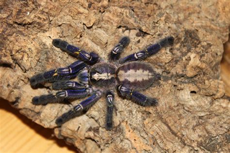 Animals spiders tarantula arachnids