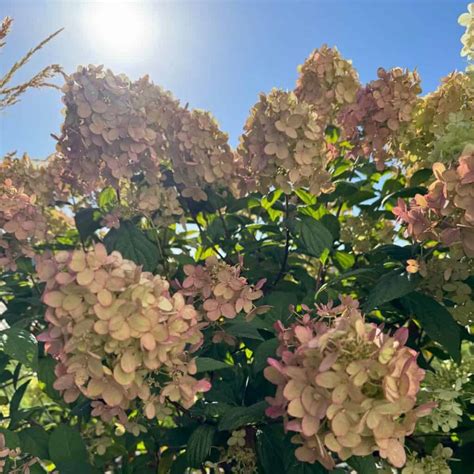 How to Grow Hydrangeas & Plant Care