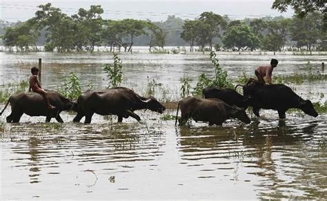 Bhopal: How a heard of buffaloes saved a boy from a bear - IBTimes India