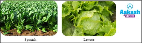 Photosynthesis: Definition, Location and Types | AESL