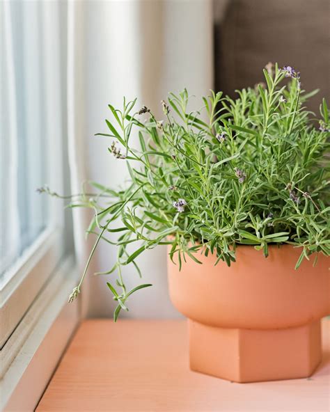 How to Grow Lavender Indoors | Apartment Therapy