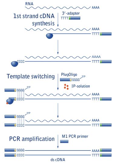 cDNA Synthesis Protocol 的图像结果