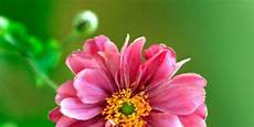 nomi fiori giapponesi anemoni giapponesi i fiori dell autunno cose di casa nomi fiori giapponesi anemoni giapponesi i fiori dell autunno cose di casa